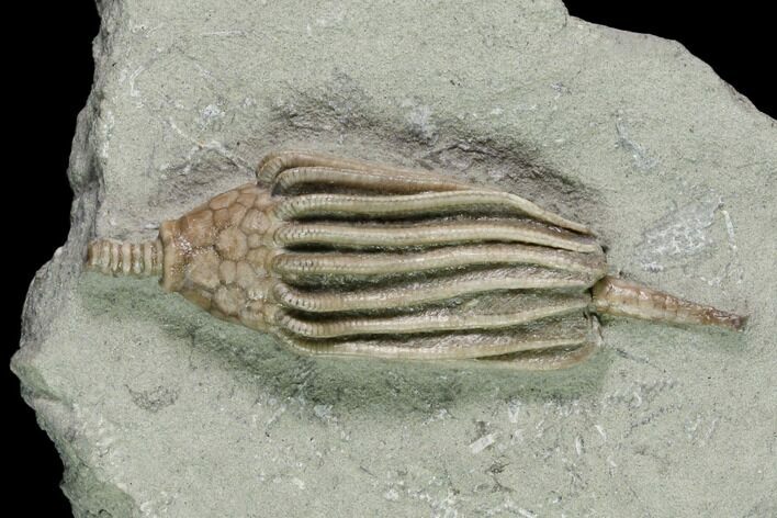 Fossil Crinoid (Macrocrinus) - Crawfordsville, Indiana #150430